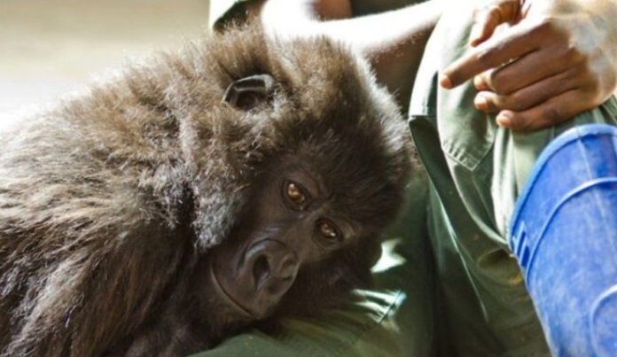 Gorilla décède dans les bras du garde forestier qui l’a sauvée il y a 14 ans alors qu’elle était bébé