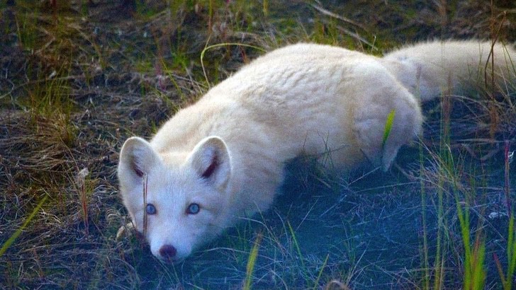 Un rare spécimen de renard polaire albinos est photographié en Russie