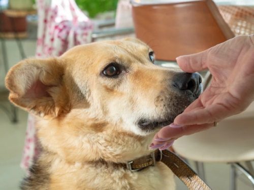 La voiture s’est éloignée de la chienne et de ses 9 chiots. Ils ont seulement laissé la boîte