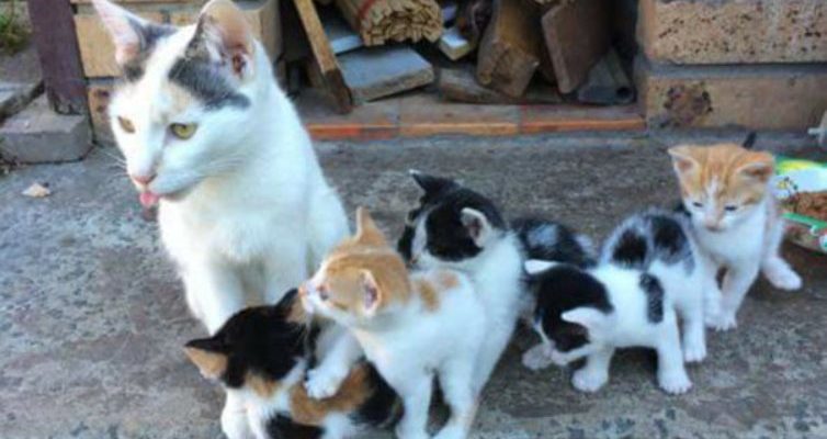 La mère chat gardait toujours ses bébés à l’écart du danger et les nourrissait même si elle n’avait rien à manger
