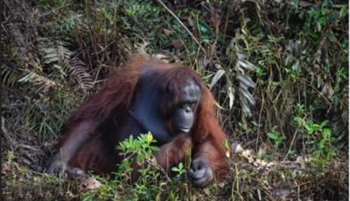 C’était un beau geste, un orang-outan sauvage tend la main à un homme coincé dans la boue