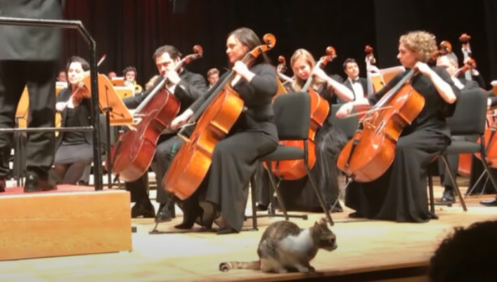 Un chat joyeux vole la vedette lors d’un concert d’orchestre