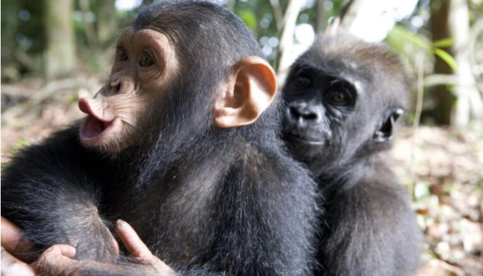 Bébé gorille et bébé chimpanzé créent un lien spécial, doux et chaleureux