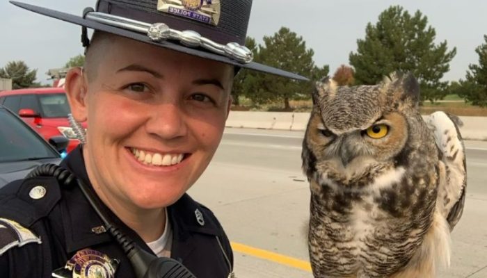 Un policier et un volontaire sauvent un hibou sur une artère principale. Wow, quelle histoire