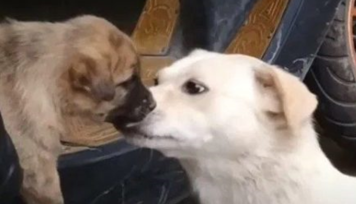 Moment émouvant d’un chien dit au revoir à son chiot avec un baiser avant qu’il ne soit adopté: c’est l’adieu le plus émouvant de tous