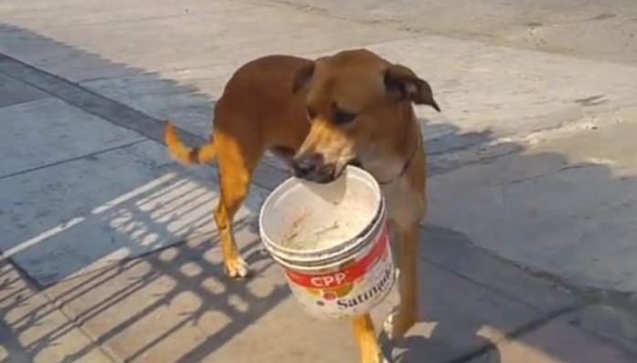 Le « petit chien au seau » qui arpentait les rues de sa ville en mendiant de l’eau