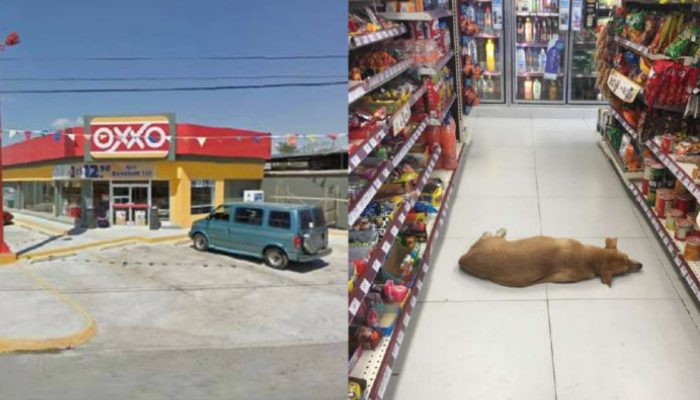 Un magasin permet aux chiens d’entrer à l’intérieur par une chaude journée d’été afin qu’ils puissent se reposer dans la climatisation