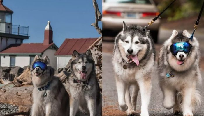 Un chien aveugle se lie d’amitié avec un autre chien du refuge et les deux travaillent ensemble