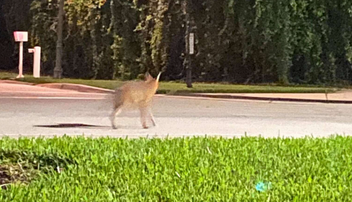 La photo d’une femme montrant un animal inattendu marchant ne se déroule pas comme prévu