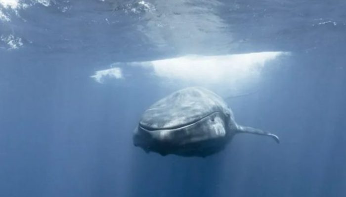 Un apnéiste rencontre une baleine bleue de front en plongeant le long du rivage