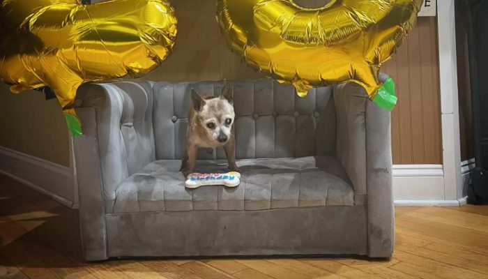 Le cadeau d’anniversaire a été un énorme succès auprès du chien avec la plus longue espérance de vie, qui vit dans un refuge