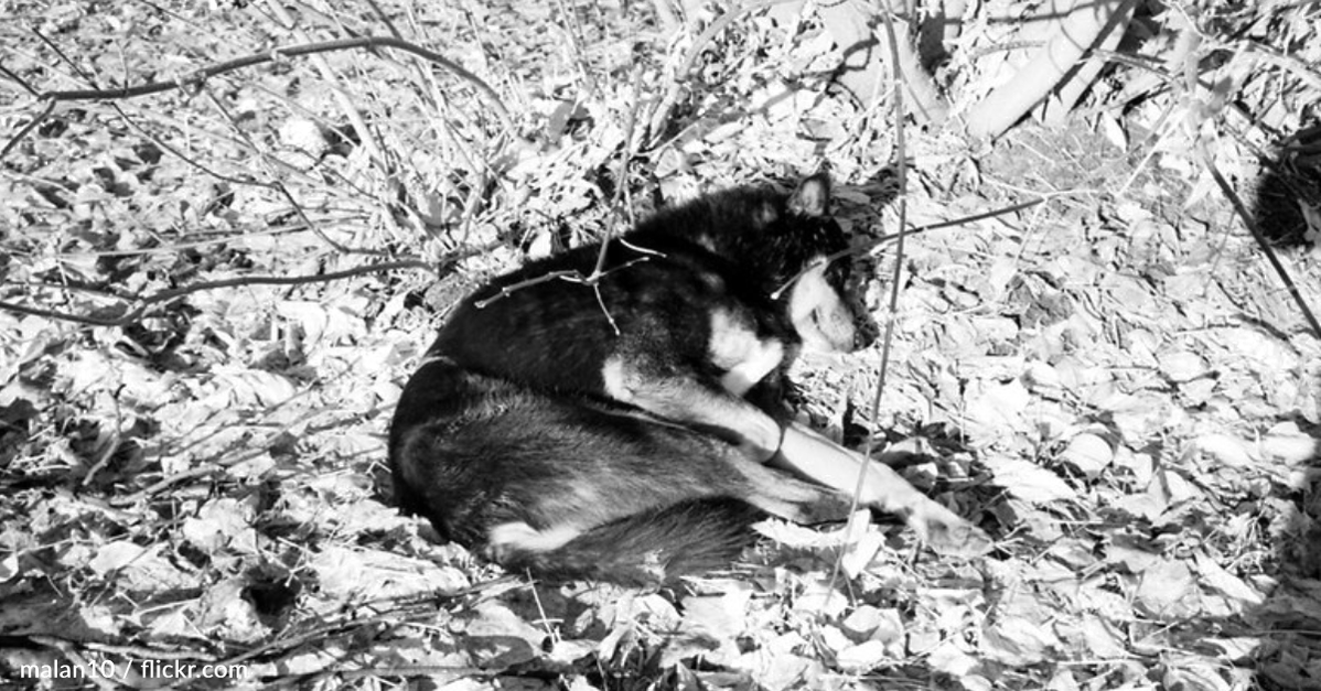 Un chien âgé s’enfuit de son propriétaire après 15 ans de maltraitance