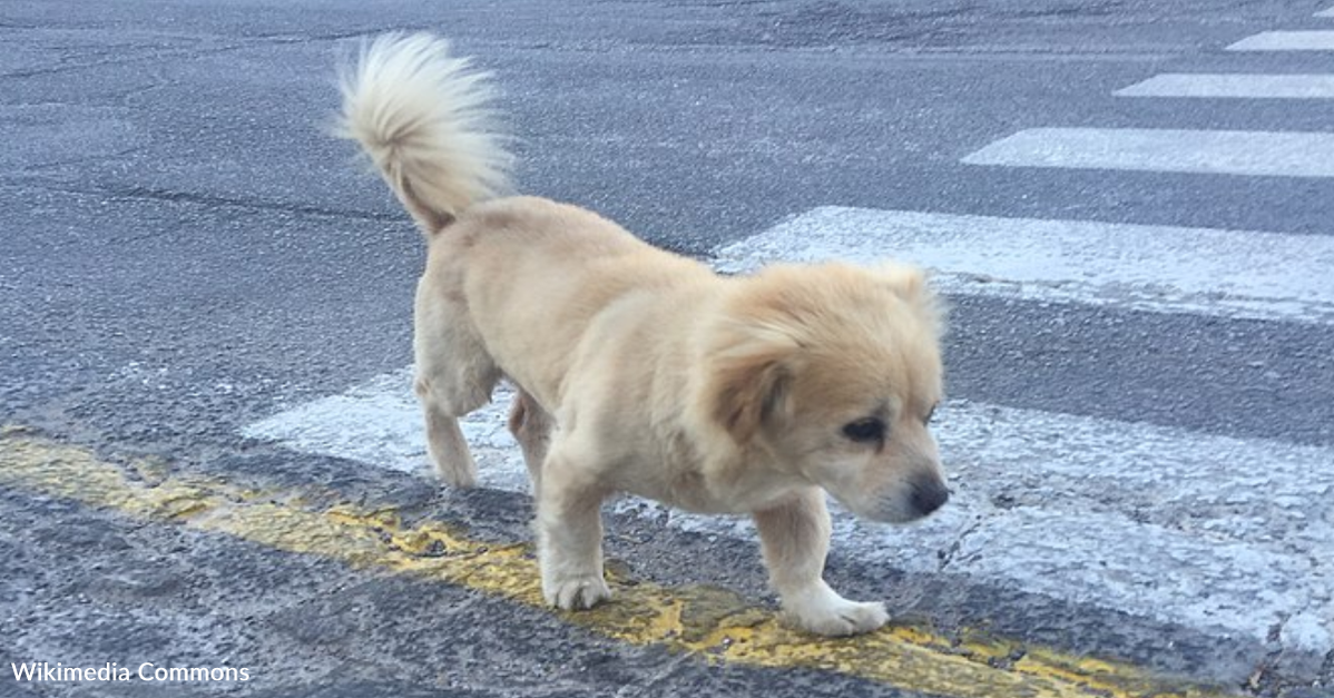 Un chien sans-abri trouvé vivant dans une station-service dort dans un lit pour la toute première fois