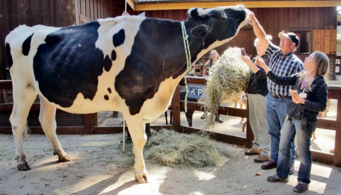 Le poids le plus lourd jamais enregistré pour la plus grande vache du monde était de 2 004 livres