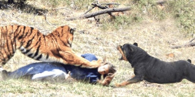 Les deux chiens sauvent la vie de leur propriétaire du tigre