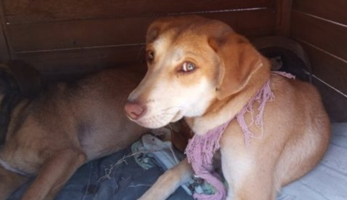 Des chiens errants qui se sont endormis dans un magasin de chaussures alors qu’il pleuvait dehors