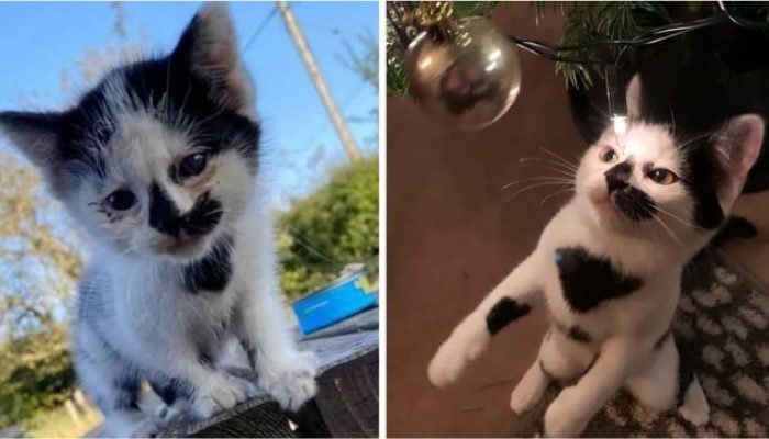 Ce chaton laissé est ravi d’avoir enfin trouvé un foyer aimant