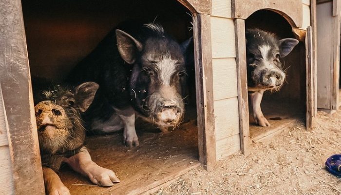 En raison de leur lien intense, un refuge pour animaux se sent obligé de ramener un cochon et un chiot qui étaient séparés