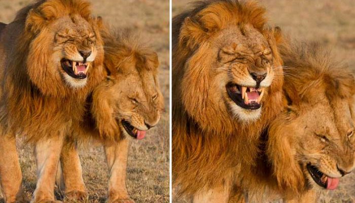 Le hurlement de rire d’une troupe de lions dans un parc national. Voir cela en personne serait incroyable