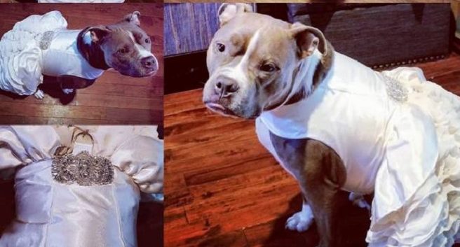 Une femme achète une robe spéciale pour son pitbull afin de l’accompagner lors d’une journée speciale