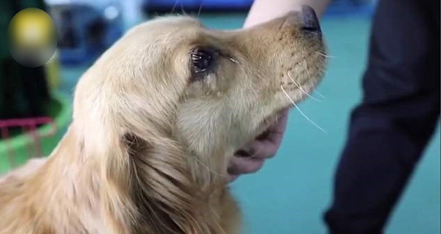 Le chien d’or pleure de gratitude après avoir été sauvé à temps avant de se retrouver dans un bol de soupe