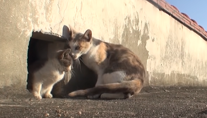 Un chat errant fait tout pour son bébé handicapé