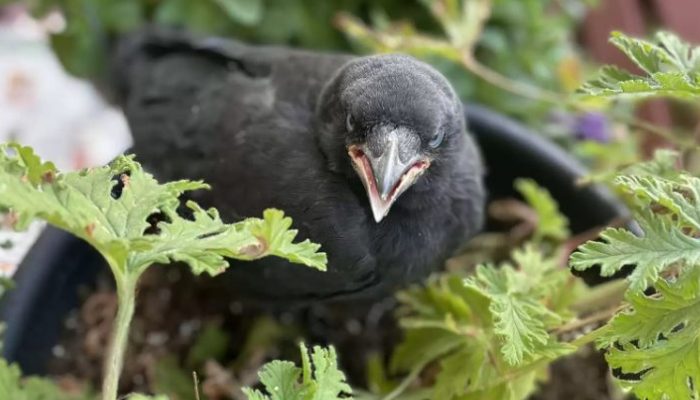 Quand le corbeau veut un câlin, il va voir les personnes qui lui ont sauvé la vie