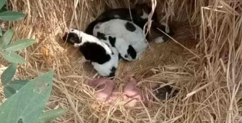 Une petite fille nouveau-née abandonnée qui a été sauvée par des chiots qui la câlinaient pour la garder au chaud