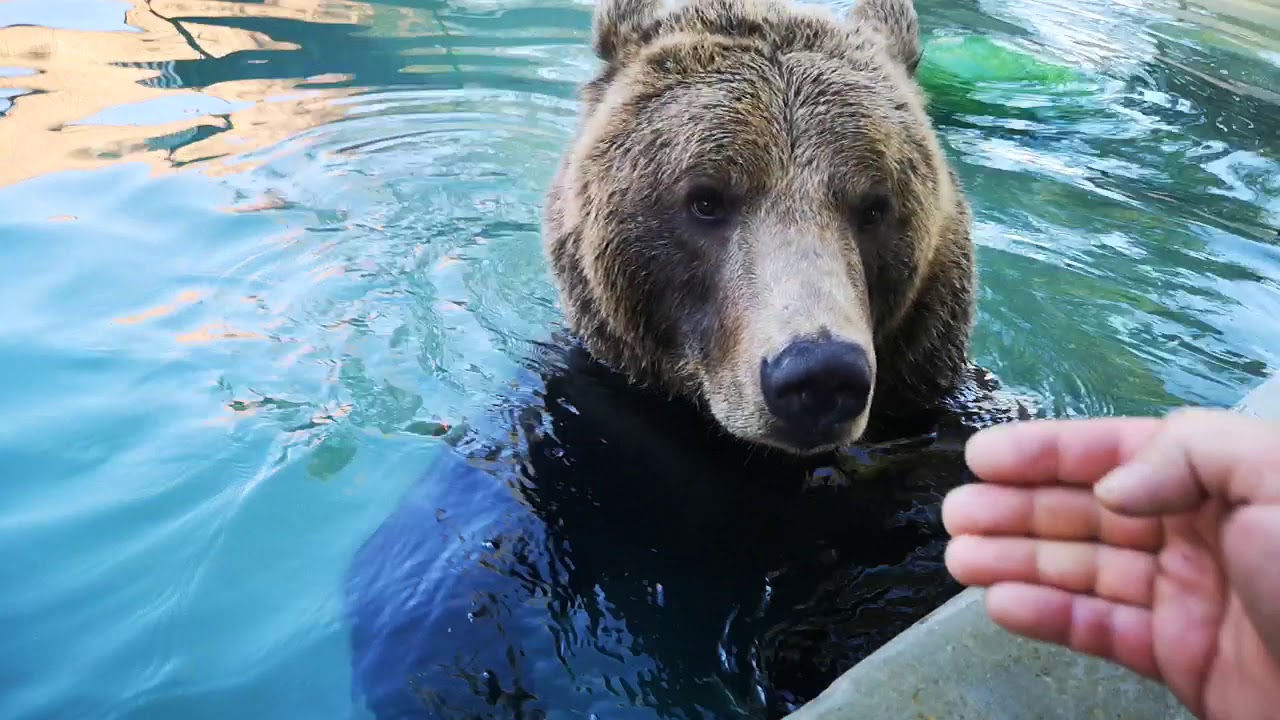 Les pêcheurs ont vu un ours dans l’eau avec un bocal sur la tête, c’était très risqué, mais ils ont décidé de le sauver
