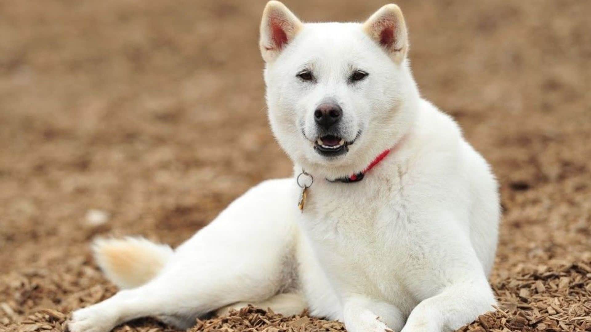 Le chien héroïque Husky a sauvé la vie d’un nouveau-né en le trouvant dans le parc après que sa mère l’y ait laissé seul