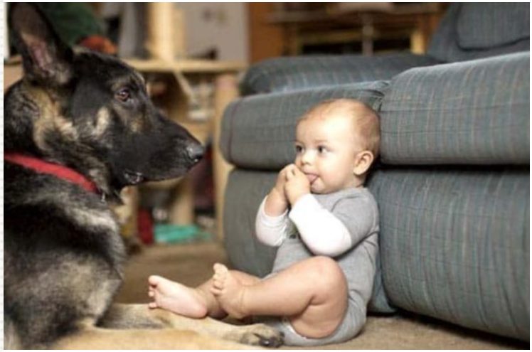 Le chien dévoué de cette famille a sauvé le petit membre de la famille grâce à son comportement intelligent