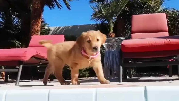 Regarde le chien tomber dans la piscine