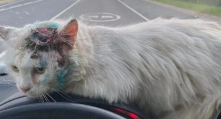 Un chat avec une tête blessée a désespérément demandé de l’aide, mais tout le monde est passé par là