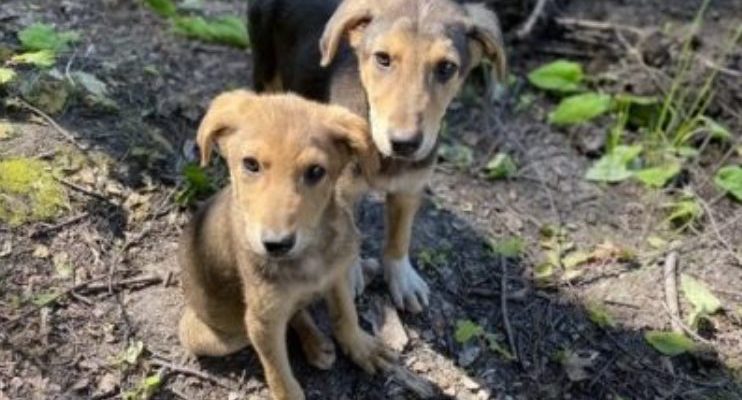 Le petit chiot est resté dans les buissons pendant des jours après l’accident, gémissant pitoyablement