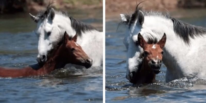 Un cheval sauvage sauve une jeune pouliche de la noyade