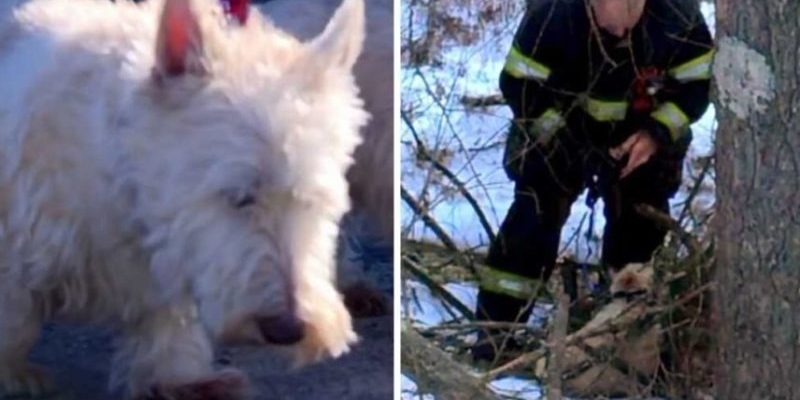 Ce petit chien a couru vers le policier et lui a demandé de l’aide