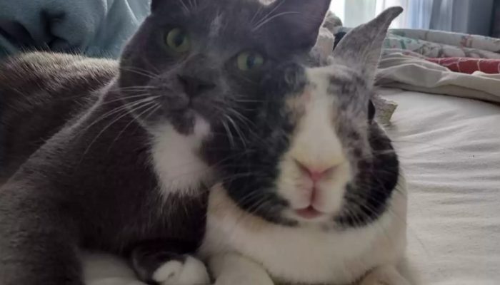 Après avoir été « adopté » par un chat, un lapin sauvé finit par devenir l’un des plus grands amis du chat