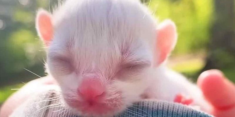 Un chaton de poche voyage partout avec maman