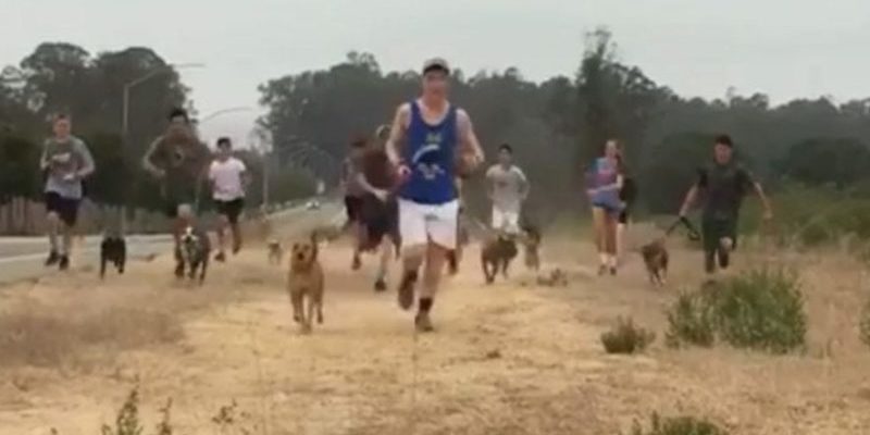 Une équipe interurbaine d’un lycée amène des chiens d’un refuge local pour une course matinale