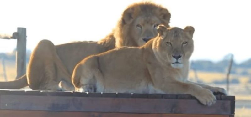 Un couple de lions de cirque sort pour la première fois de la cage et marche sur l’herbe