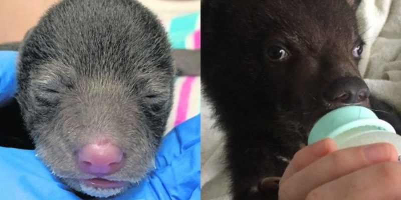 Un ourson noir pauvre et faible a été trouvé par un chien amical qui l’a ramené à la maison en pensant qu’il était un « chiot »