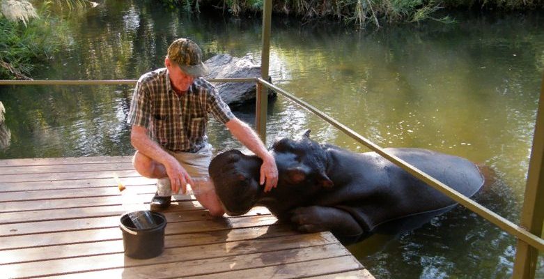 Amitié de 18 ans : un homme a sauvé un hippopotame de la mort, et ce géant l’a récompensé avec beaucoup d’amour
