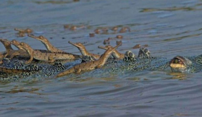 Un père alligator porte des centaines de ses petits sur le dos pour les garder en sécurité