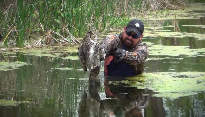 Au milieu du marais, un jeune homme est tombé sur un hibou qui était resté immobile la veille