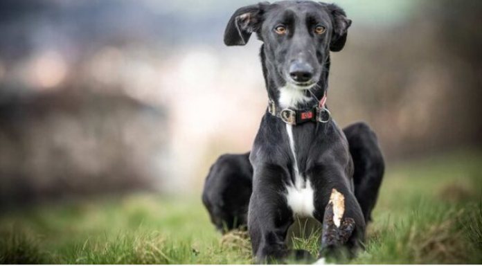 Le chiot qui s’est recroquevillé après avoir été enfermé dans une boîte supplie d’être adopté