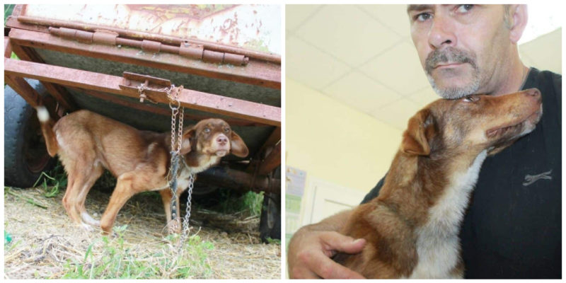 Un chiot enchaîné à un vieux camion sans nourriture ni eau pendant 10 jours est sauvé et a trouvé un nouveau foyer