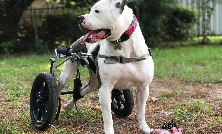 Mel, le chien en fauteuil roulant parcourt le pays avec son père photographe