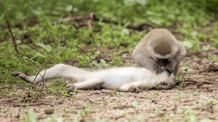 Des images étonnantes de singe donnent à son ami la reanimation bouche-à-bouche