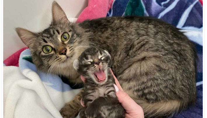 Chaton ne peut pas arrêter de sourire quand elle trouve une famille pour l’aider avec son seul chaton