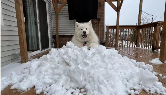 Le chien s’arrête pour dire au revoir à la dernière chute de neige de la saison